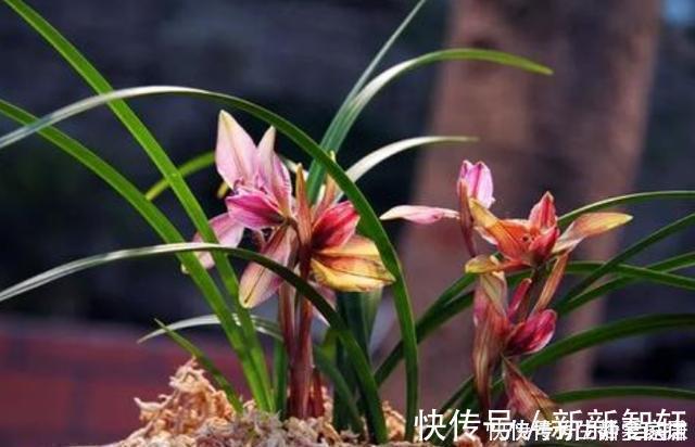 浇水|掌握室内养兰“6要素”，再难养的兰花也不烂根，长势好年年开花