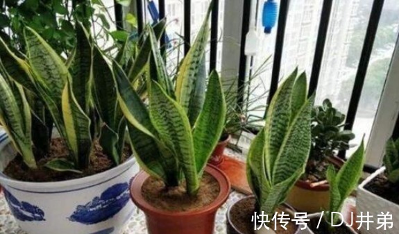 净化|4种健康花,吸甲醛、促睡眠,“守护”家人健康,可以多养几盆