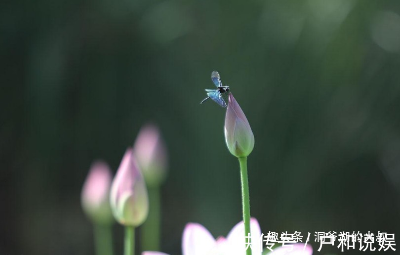 生肖女|从不依赖男人的三大生肖女，不愿向别人低头，骨子里很傲娇