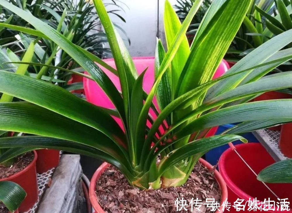 养君子兰,用3种“花土”,植株长得旺,叶子宽厚