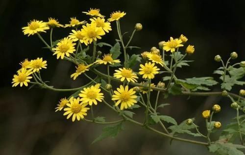 诗词#青衫长叹路漫漫,秋日登高兴未阑杨鑫诗词24首