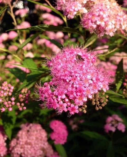  养花|新手养花就养此3种，好看又好养，花期超长，人见人爱