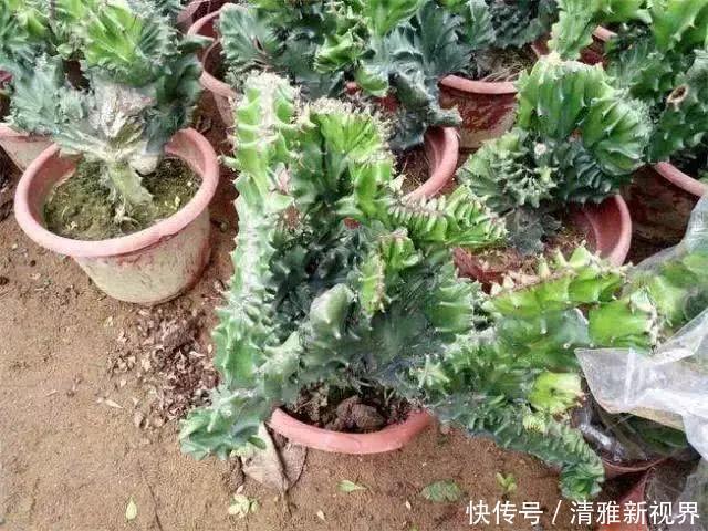 gt|张大姐捡到一棵“怪植物”，放在盆里细心呵护，现在升值赚大了