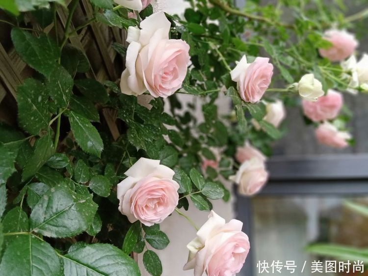 美好时光|花园改造：3年前买了栋带170㎡花园的房子，过上种花草的乡村生活