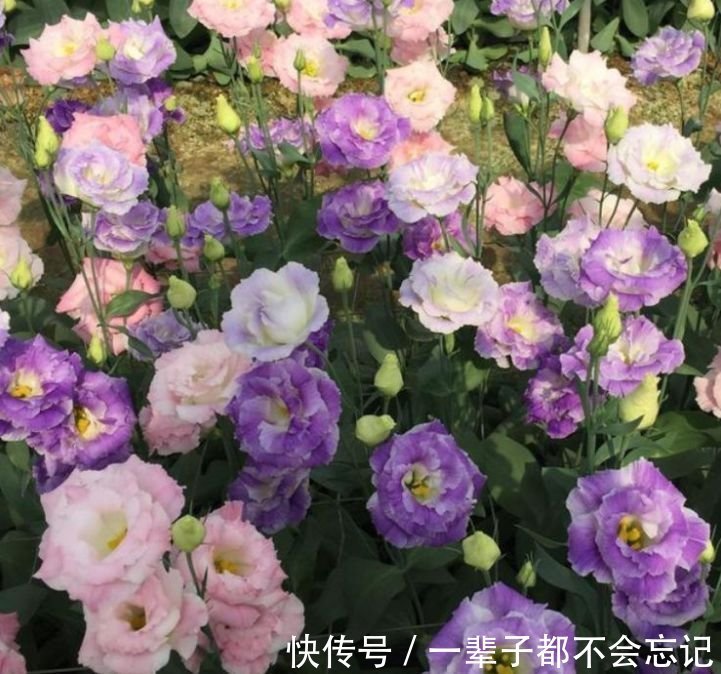 3种花适合新手养,不用费心,家里财运亨通,旺运一整年