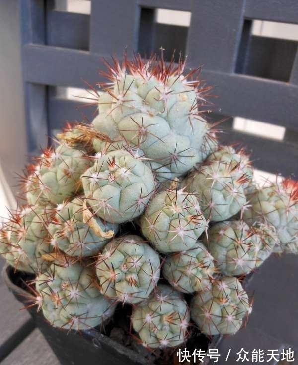 m帝王丸, 霸气的仙人球, 你想养一颗吗?