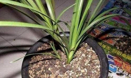 啤酒浇花作用大让土壤充满肥力,肥效持久,比淘米水还管用