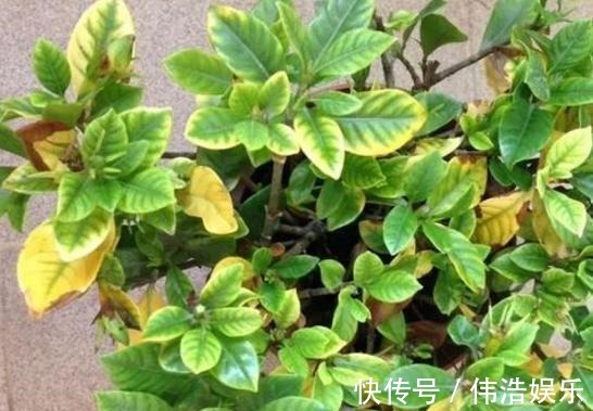 蓝妖|月季花杜鹃花栀子花总是养不活教你一招,连开3个月!