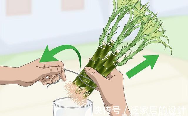 水培|富贵竹不用花钱买了,1根迅速变10根,这样扦插繁殖生长速度快