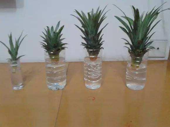 吃菠萝，“菠萝头”泡水里，3周长根变漂亮盆栽，结出大果子来