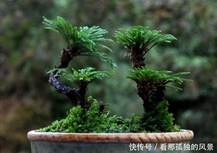 这种生在“石头缝”里的野草，挖两棵回家，一年能增值不少！