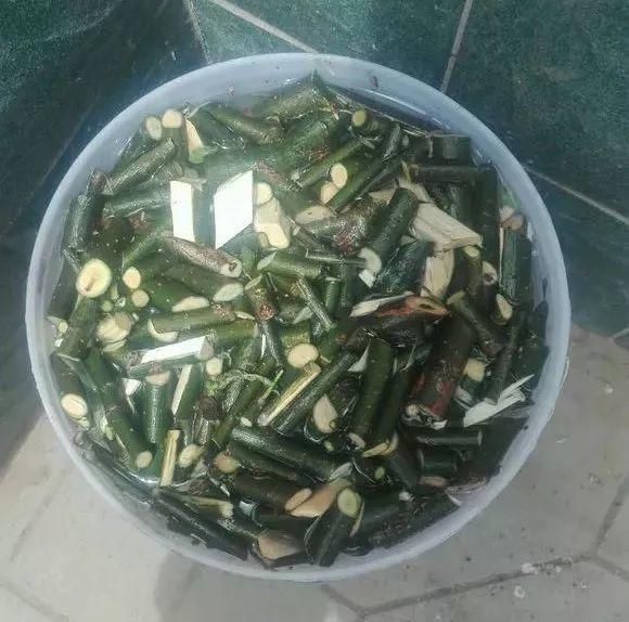 养花人|花盆里插1根筷子,解决了养花人的大难题,快试试看!