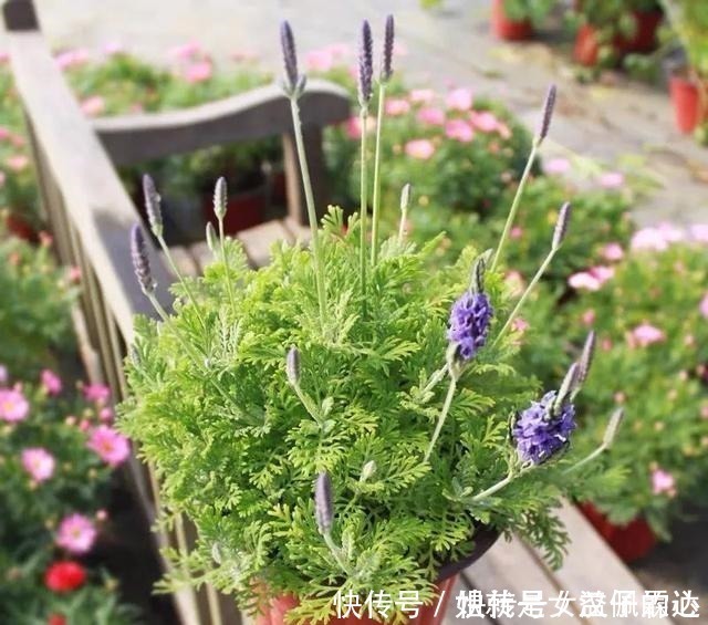 五忌|养花有“六戒”、“五忌”,难怪你的花总养不好,原来是犯了忌讳!