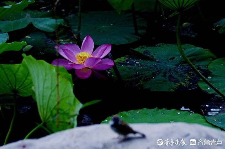 花开别样红！荷花已入盛花期，壹粉带你到山东各地去瞧瞧|情报站| 荷花