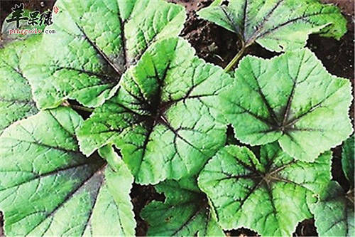 它是天然“止咳菜”，止咳化痰，清热解毒，还补钙，孩子吃身体好