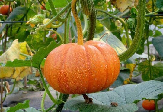 红薯|人倒下的不是病，而是无知！吃南瓜的二大禁忌，你需要清楚