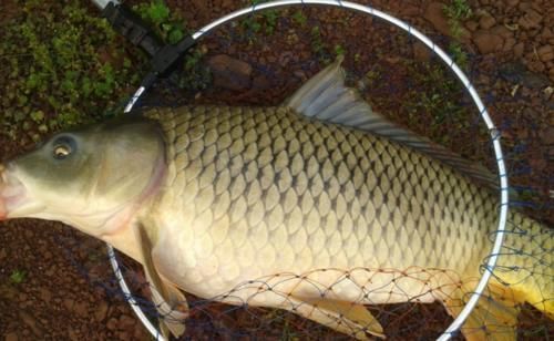 天然的钓饵“添加剂”,鲫鱼喜欢吃,鲤鱼抢着吃,你用过吗?