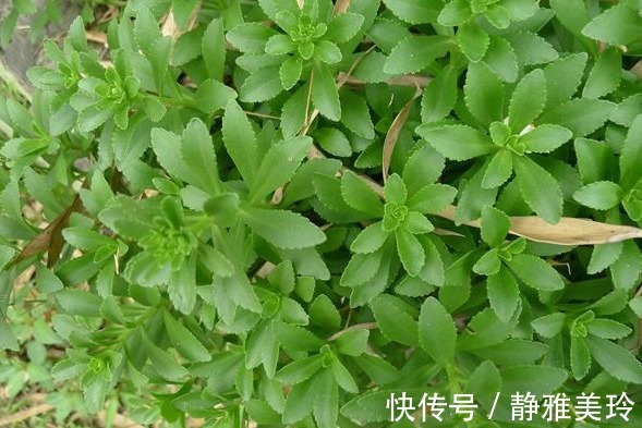 人参菜人参菜|这3大野菜美味可口，还能补中益气，降血脂血压防中风，超乎想象