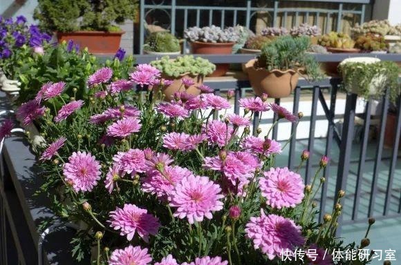 秋天的院子，养点喜欢的花，乐得自在！