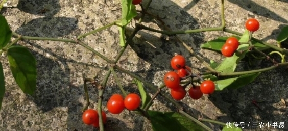 三农|农村一种野草,外表平常,殊不知城里100元一斤,你认识吗?