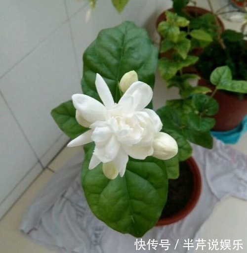 茉莉|邻居养了一株笔尖茉莉，香味蹿进了左邻右舍，太好闻了！