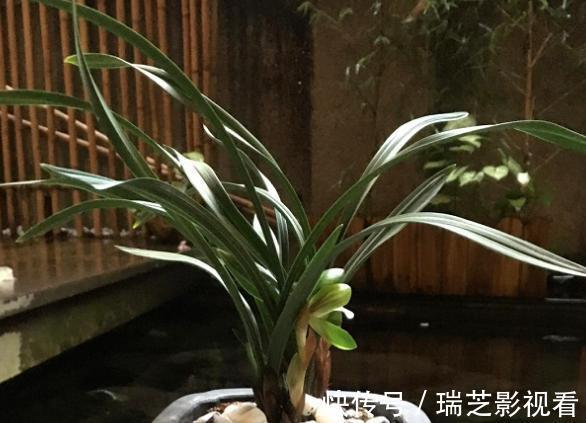 养花缺少生根水怎么办？自己这样制作，安全环保、效果好！