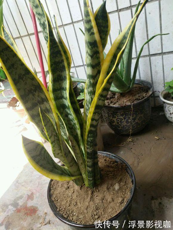 虎皮兰也要加餐，盆里掺上它，呼呼长成“大高个”！