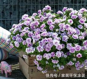 甜蜜红木香|6月逛花市,3种花放心买,皮实好养还便宜,号称开花小劳模