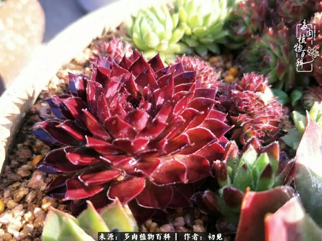 养多肉四周年，从初见到爱恋！幸福一直藏在浅薄的日子里！