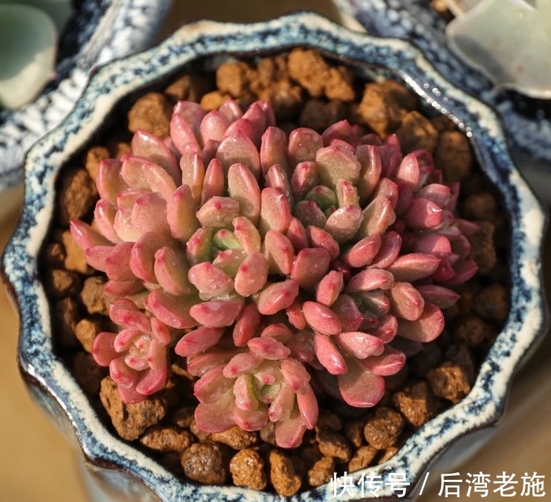 红宝石多肉，你养的对得起红宝石这个名字吗