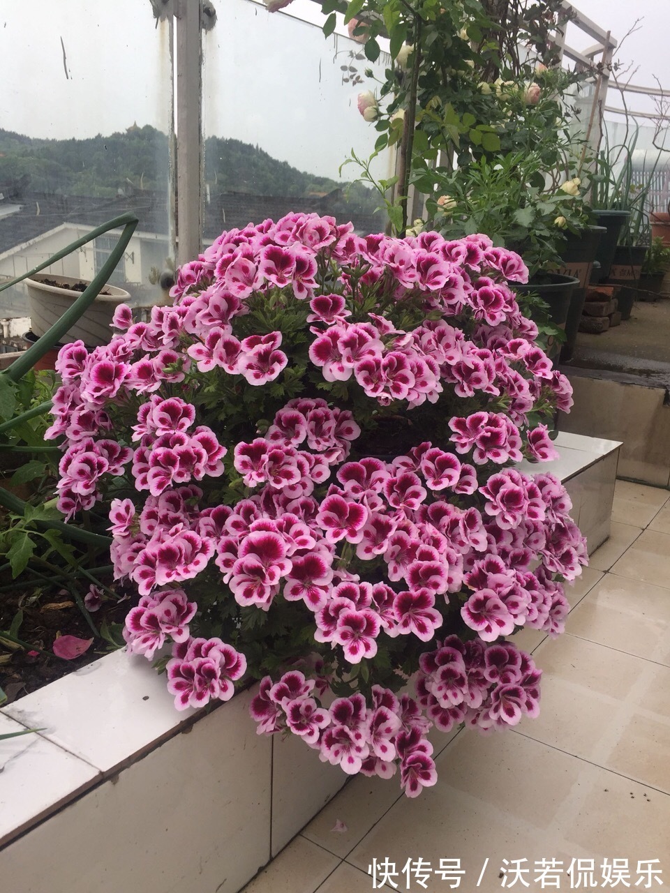 花肥|秋天的天竺葵“掐头去尾”,喂点“开花肥”,40天开花一团团