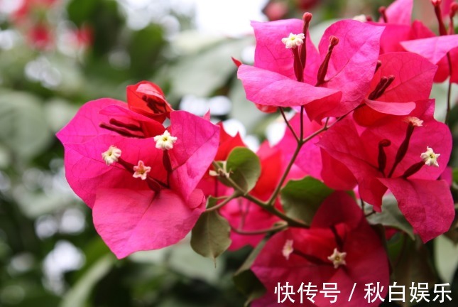 5种阳台小花，懒人一样养，轻松开出花海，好养好看，美丽怡人