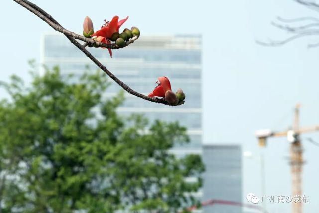 绿色明珠湾，邂逅整个春天