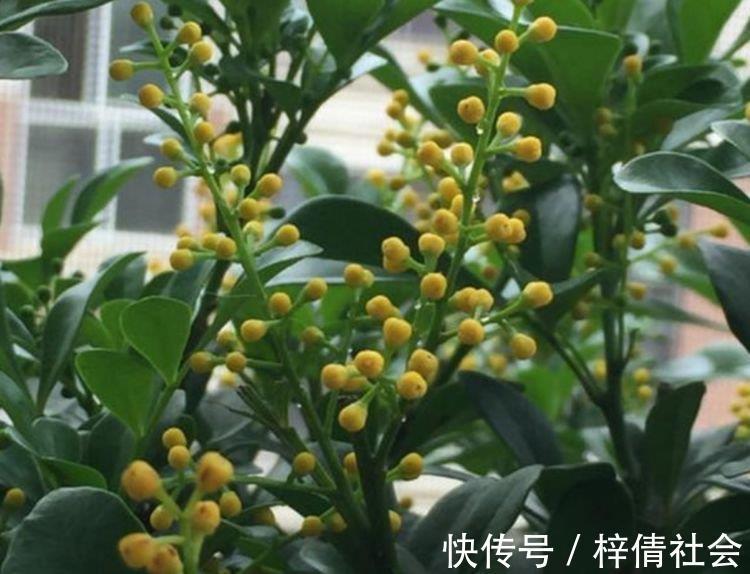 家里养4种花，沾土就活，一养就养爆，直接变成“小花园”