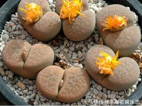 休眠期|夏天多肉养不活那是你没找对方法,学一招帮它度过休眠期!