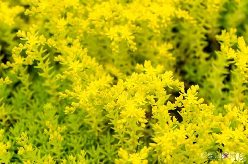 老年|【复苏】走谷雨,开着蓝精灵去凤仪湾玩水看花~~