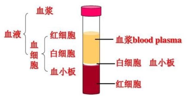 血小板|一文读懂血常规报告，这几项指标异常时要警惕白血病