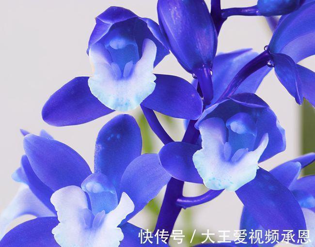 建议阳台有地方,一定要养盆“蓝宝石”,又仙又美,还可四季赏花