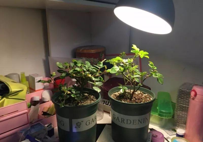 月季为什么光长叶不开花,做好这5点月季开花不再难