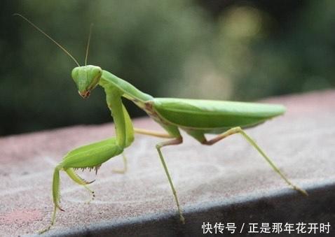在植食性动物基础上，地球进化出肉食性动物的意义是什么？