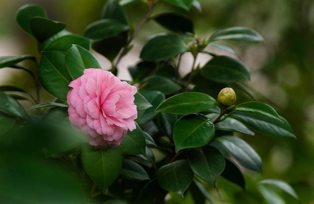  棉被|茶花秋冬季保暖，一层“棉被”，帮你轻松解决