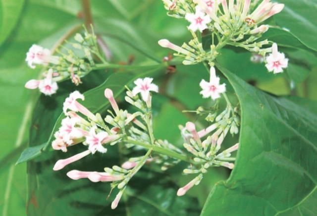 康熙皇帝#康熙第一次吃巧克力,看了900多字“说明书”脸色大变,说了7个字