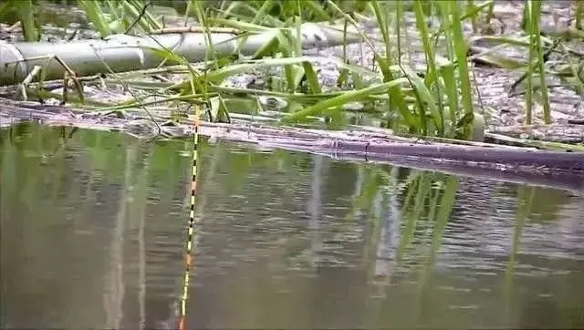 钓鱼:调的漂准不准,两个技巧就能判断,调漂再也不迷茫!