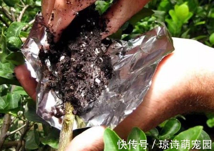 别花钱买生根水给植物泡了,拿这些代替,既有趣又实用