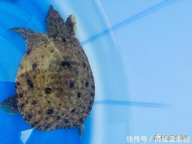 用它钓鱼,只需一块钱,反复用多次,防止杂鱼闹,还钓各种鱼