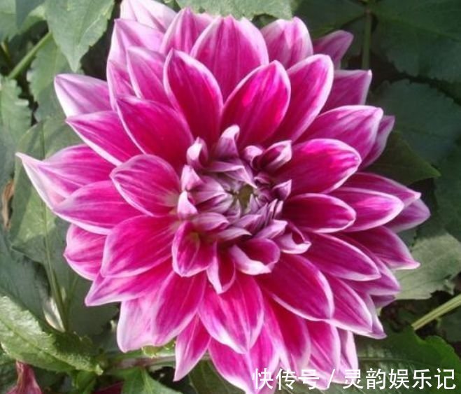 瑞香瑞香|4种花漂亮又好养，比牡丹好看，沾土就活，给点水就开花不断