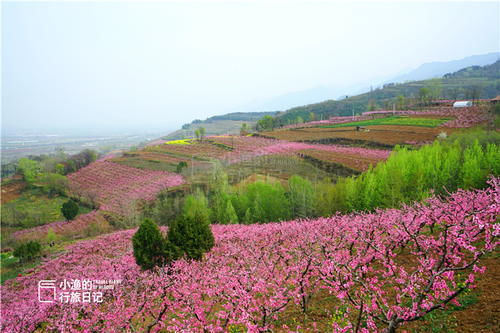 又一处西安秦岭赏花好去处！原生态没门票，这周末出发花期正好