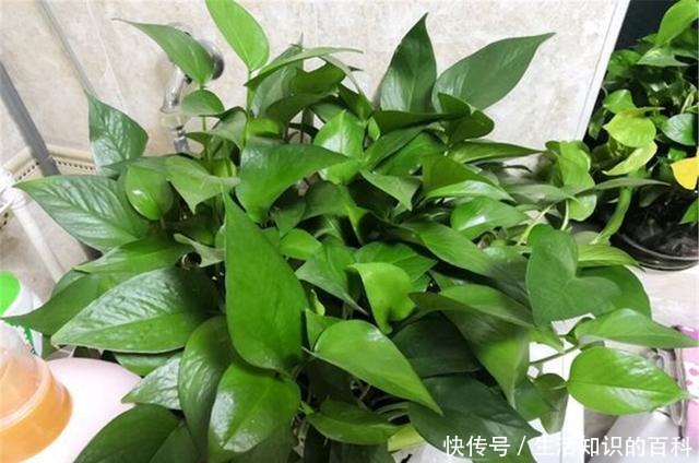 想让绿萝长爆盆别再用啤酒了,新方法高效又安全!