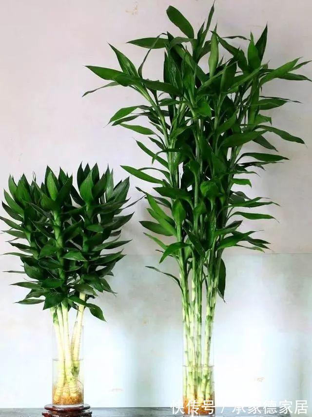枝叶|室内光照不足，就养4种耐阴绿植，枝叶翠绿茂盛，有精神有活力
