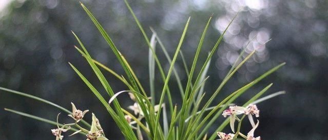 老爸用这个植料养兰,呼呼冒出大白根,又壮又多